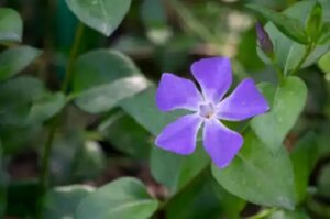 Vinca: ghid de cultivare și îngrijire pentru înflorire optimă primăvara