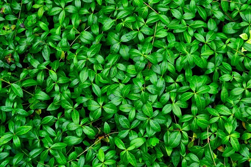 Specia vinca minor