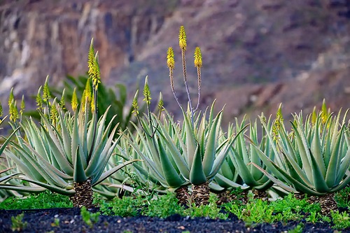 Specia Aloe barbadensis