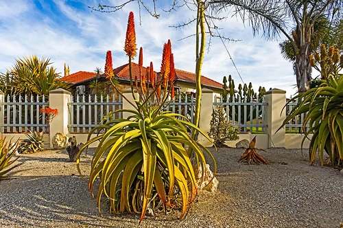 Specia Aloe ferox