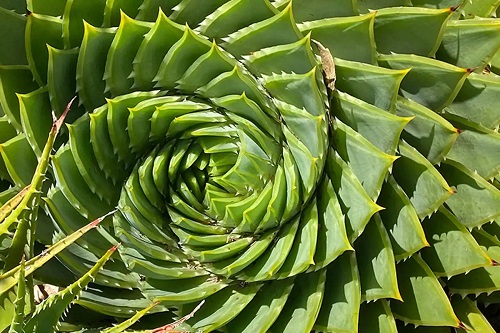 Specia Aloe polyphila