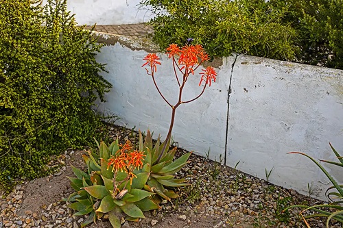 Tipuri de aloe