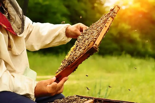 Apicultor care are soluții pentru mierea zaharisită