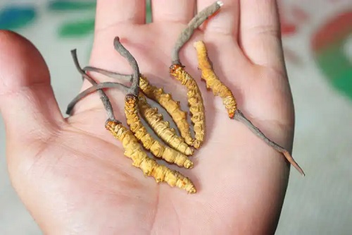 Ciuperca Yarsagumba: viagra din Himalaya