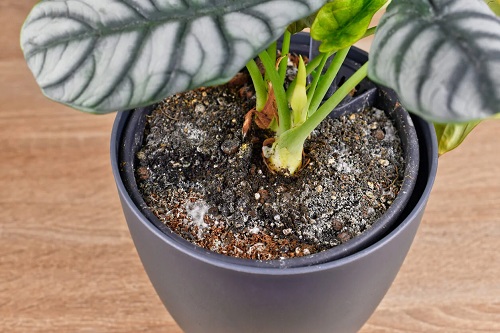 Cum se pot elimina ciupercile plantelor din ghiveci