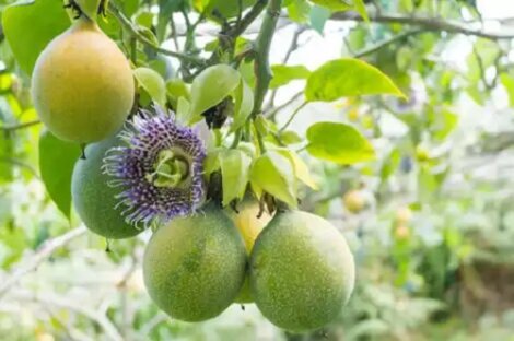 Cultivarea și îngrijirea fructului pasiunii acasă