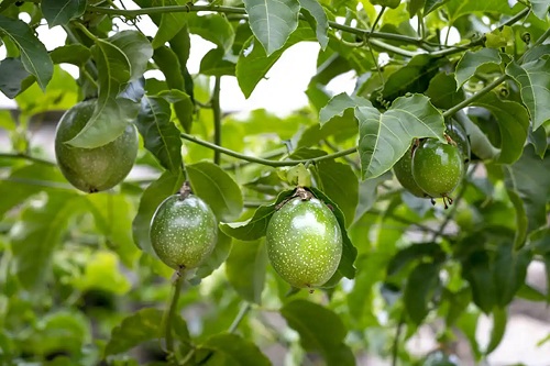 Cultivarea fructului pasiunii în grădină