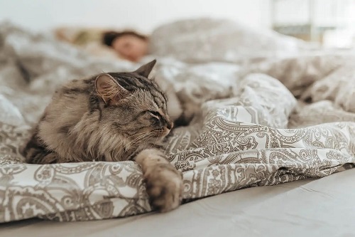 Dormitul cu pisica este sănătos