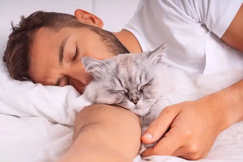 Dormitul cu pisica: există riscuri?