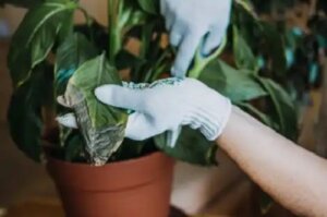 3 trucuri eficiente pentru a elimina ciupercile plantelor de interior