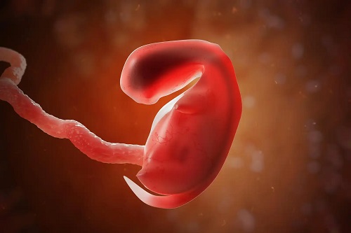 Embrion în uter