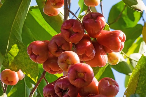 Fructe astringente pentru diaree