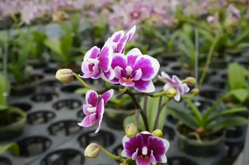 Cultivarea și îngrijirea orhideelor Dendrobium