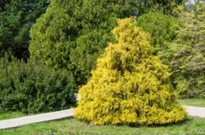 Cultivarea și îngrijirea chiparosului Chamaecyparis