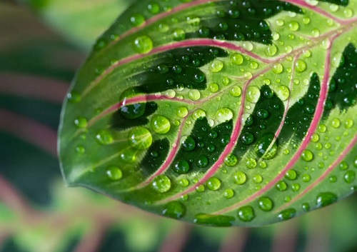 Planta Maranta leuconeura