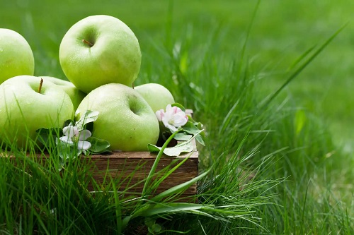 Merele sunt fructe astringente pentru diaree
