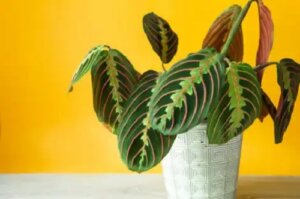 Maranta leuconeura sau planta care se roagă: ghid de îngrijire și înmulțire
