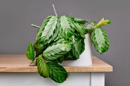 Planta care se roagă în ghiveci