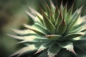 20 de tipuri de aloe pentru casă și grădină