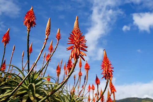 Tipuri de aloe potrivite pentru grădină