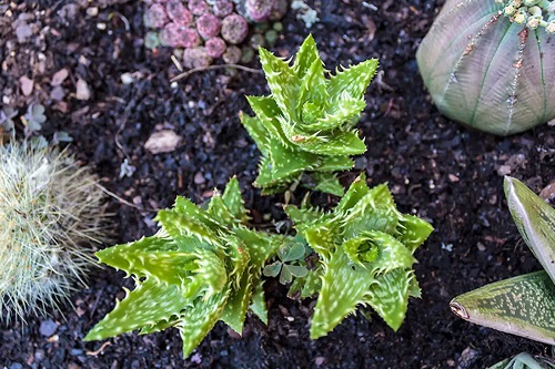 Tipuri de aloe de dimensiuni mici