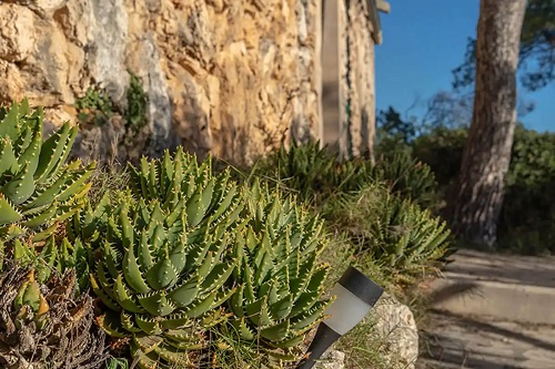 Tipuri de aloe care cresc pe piatră