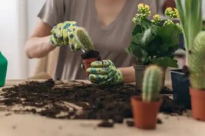 Transplantarea cactușilor: ghid pas cu pas