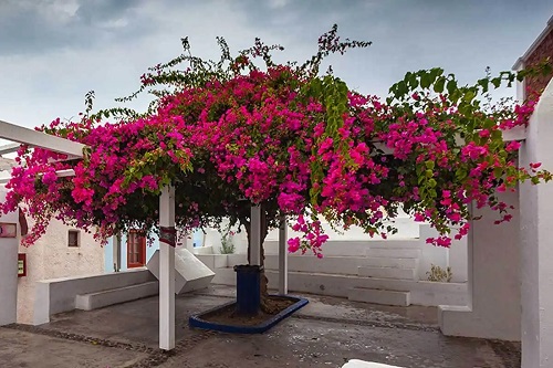 Bougainvillea pe lista cu cele mai frumoase plante cățărătoare