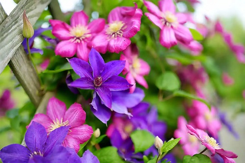 Flori de Clematis
