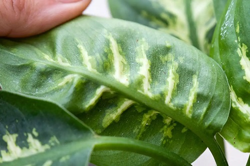 Dieffenbachia bolnavă