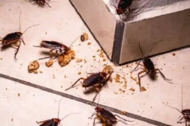 Gândacii reprezintă un pericol pentru sănătate?