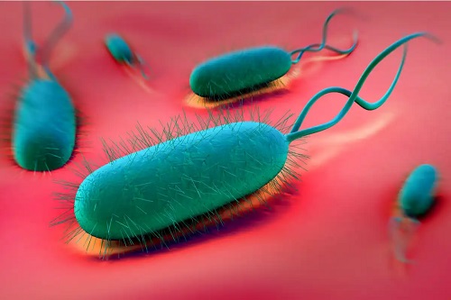 Bacteria Helicobacter pylori