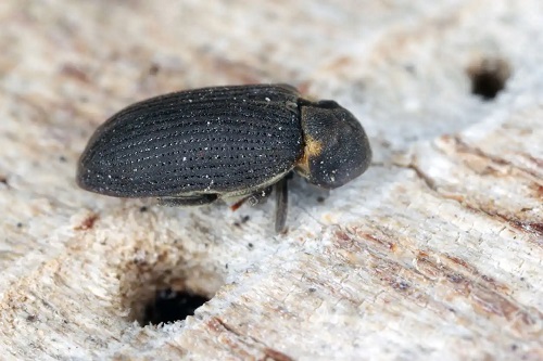 Insectă ce atacă mobilierul