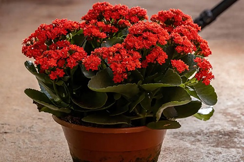 Kalanchoe pe lista de plante de interior periculoase pentru câini și pisici