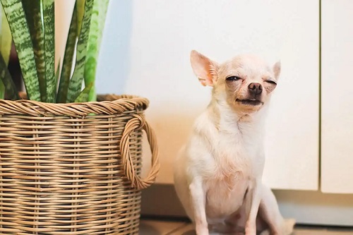 Limba soacrei pe lista de plante de interior periculoase pentru câini și pisici