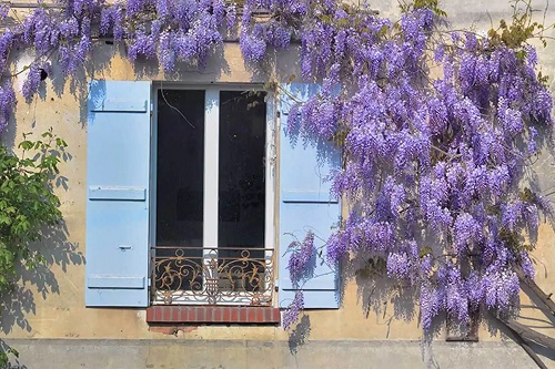 Wisteria pe lista cu cele mai frumoase plante cățărătoare
