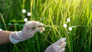 Alimentele modificate genetic: funcții și posibile riscuri