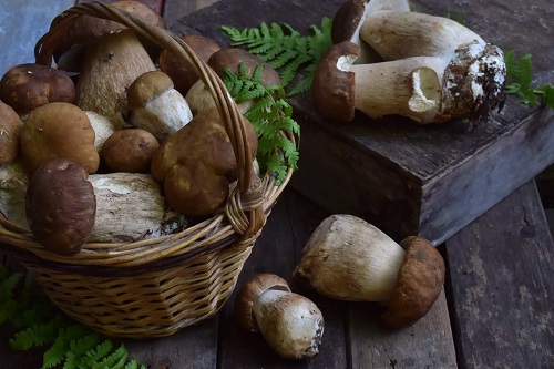 Beneficiile ciupercilor porcini