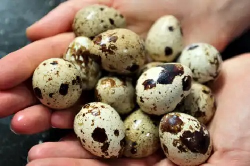 Valoarea nutritivă și beneficiile ouălor de prepeliță