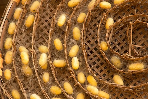 Coconi de viermi de mătase