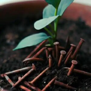 Cum se folosesc cuiele ruginite pentru a oferi fier plantelor