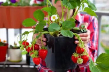 4 idei pentru cultivarea căpșunilor în ghivece