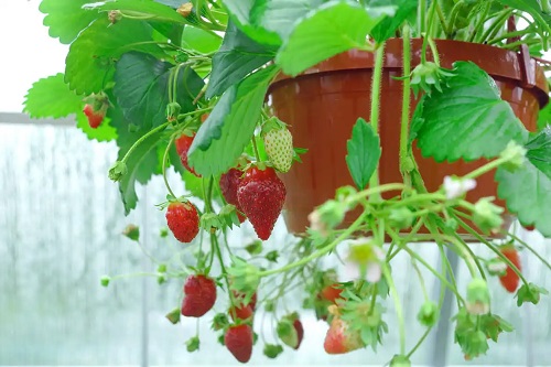 Cultivarea căpșunilor curgătoare în ghivece