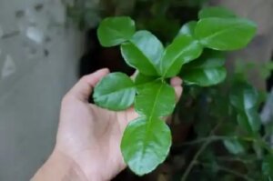 Ce sunt frunzele de kaffir lime și cum se folosesc în bucătărie?