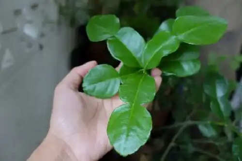 Ce sunt frunzele de kaffir lime și cum se folosesc în bucătărie?