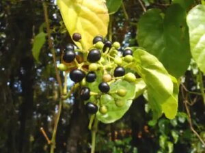Planta de insulină (Cissus verticillata): beneficii și contraindicații