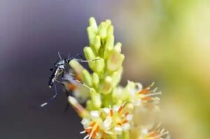 Evită aceste 2 tipuri de plante care atrag țânțarii!
