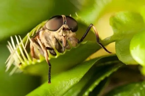 Plantele carnivore: caracteristici, tipuri și îngrijire