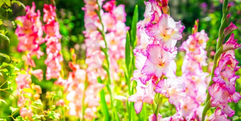 Cele mai frumoase 5 tipuri de gladiole din lume