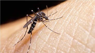 Erecție de 18 ore ca simptom al febrei Dengue